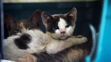 Maltrato animal: Cómo ingresar una denuncia en Comisaría Virtual y qué documentos necesitas