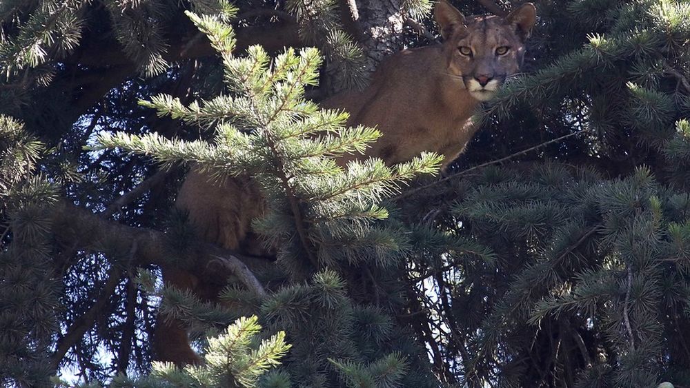Aumenta avistamiento de pumas en Lo Barnechea: SAG enseña a arrieros a convivir con ellos