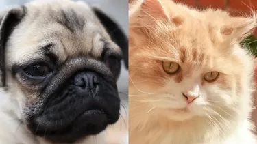 El Desconcierto | 14914 perros y gatos.webp