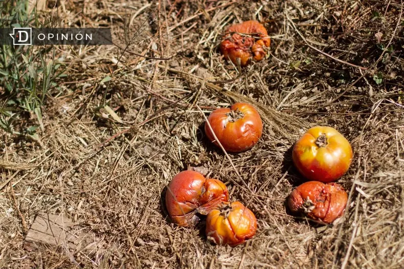 23785 imagen de unos tomates podridos en la tierra.webp