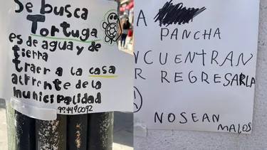 “Se busca a la Pancha”: La historia de la tortuga que se perdió en El Quisco y que tiene triste a una familia