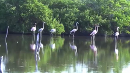 VIDEO| Liberan a flamencos usados de adorno en hoteles de República Dominicana