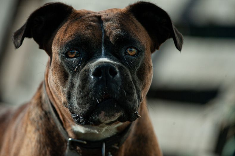 academicos chilenos descubren que variante de covid19 es transmitida de humanos a perros.jpg