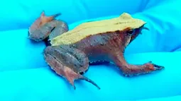 Contraloría toma razón de decreto devuelto por gobierno de Kast: Aprueba plan de conservación de Ranita de Darwin