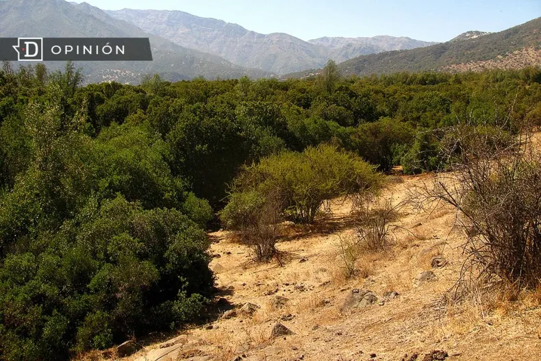 11727 bosque esclerofilo.webp