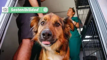 Innovación en inteligencia artificial: Lanzan la primera herramienta designada al Derecho Animal en Chile