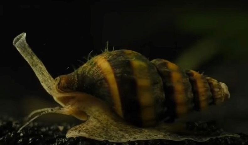 Caracol ConoNOTAT.jpg