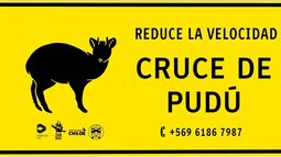 Chiloé: instalarán señaléticas para evitar atropellos de Pudúes
