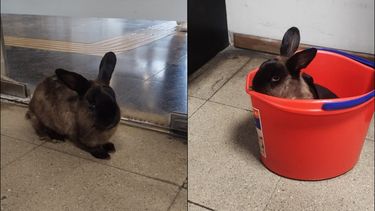 Metro de Santiago levanta curiosa alerta: Buscan a dueños de conejito perdido en Pudahuel