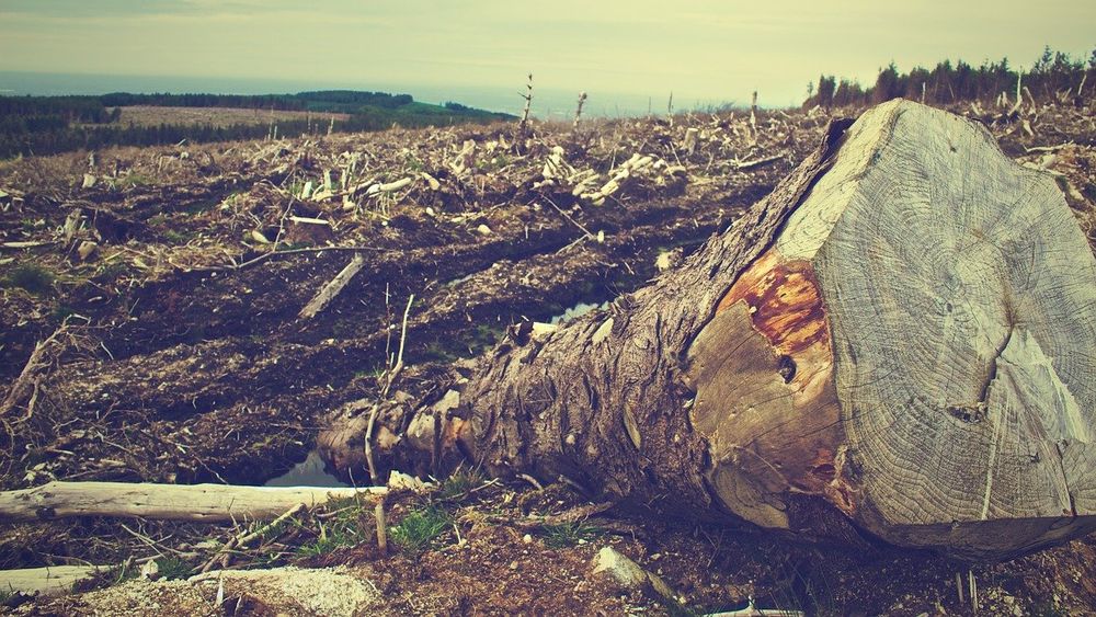 Terminar con la evasión ambiental de la industria forestal
