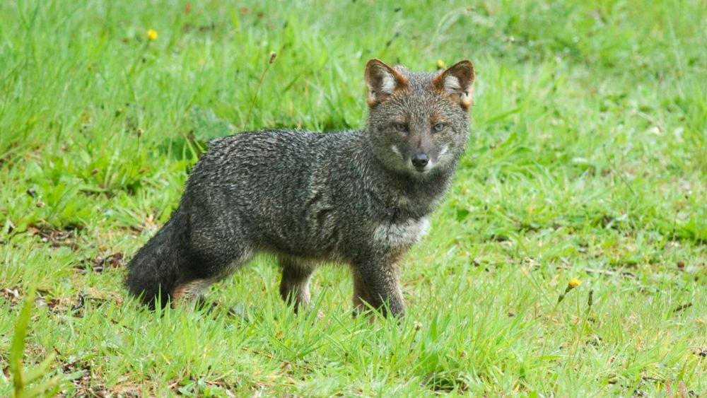 Aprueban campaña nacional para salvar al zorro chilote y el huillín de la extinción en sur de Chile