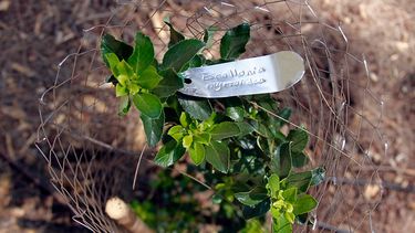 Incendios en Chile: Cómo la reforestación de árboles nativos puede mejorar el daño medioambiental
