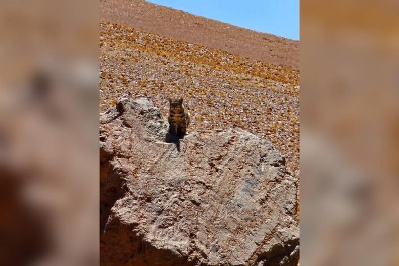 video turistas logran ver al fantasma de los andes en frontera con bolivi e1696015817182.jpeg