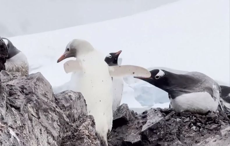 pinguino blanco.jpg