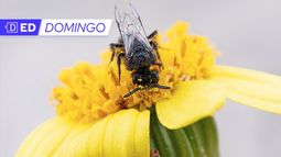 Científicos estudian por primera vez a los polinizadores nativos del desierto florido