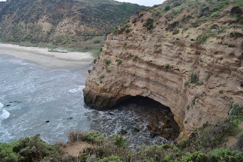 Piquero en los acantilados de Quirilluca. Foto: Salvemos Quirilluca