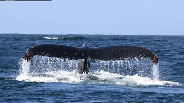 El Desconcierto | 10535 ballena en el mar.webp