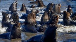 Preocupación en Chile: Se registra primer contagio de influenza aviar en lobo marino