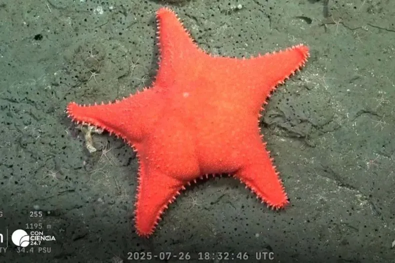 20661 diseno sin titulo 62 1.webp