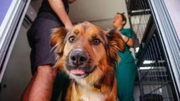 Mascotas tienen poder curativo: Contribuyen a la felicidad de la familia y acompañan