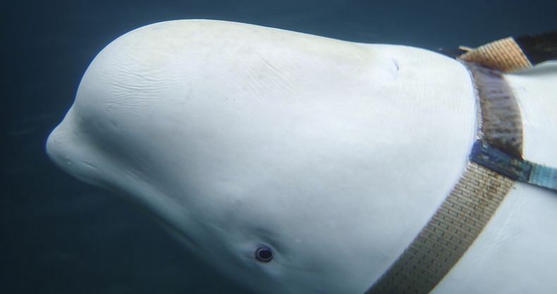 ballena arnes 1.jpg