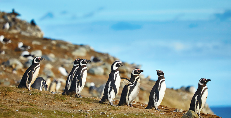 pinguinos chile isla magdalena 1.png