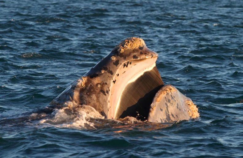 biodiversidad ballena 1.jpg