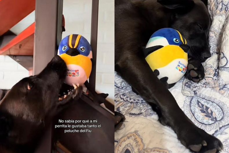 video bienvenido a la familia perrito tiene un peluche de fiu y duerme con el e1699385404501.jpeg