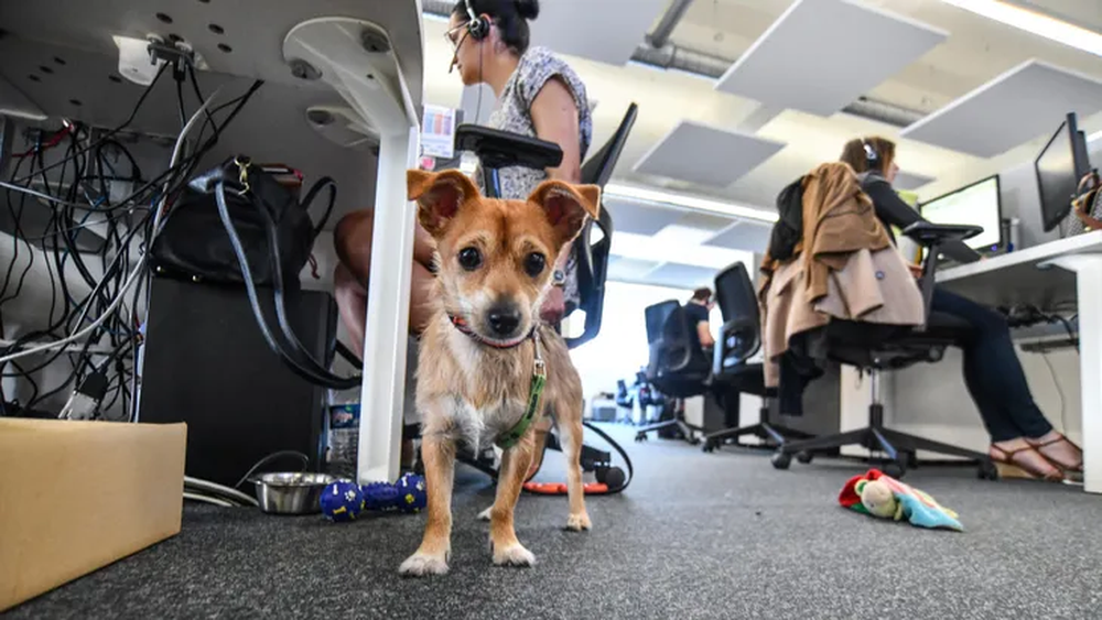 Mascotas en la oficina para reforzar salud mental y cardiovascular.&nbsp;