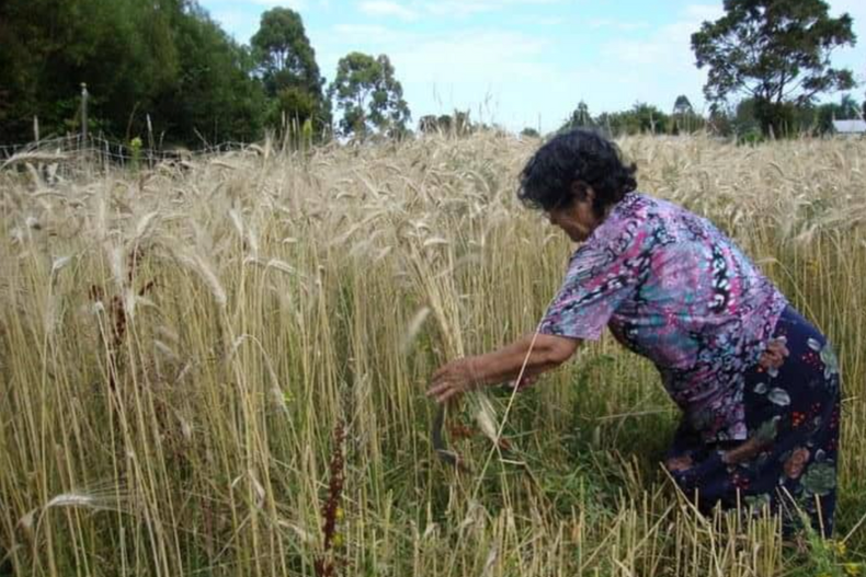con musica, talleres y exhibicion de documentales  celebra gratis la semana campesina.png