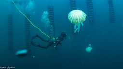 Líneas de cultivo instaladas en un área de manejo de Coquimbo. Foto: cortesía Cristián Sepúlveda Líneas de cultivo instaladas en un área de manejo de Coquimbo. Foto: cortesía Cristián Sepúlveda