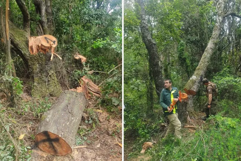 25331 diseno sin titulo 8.webp