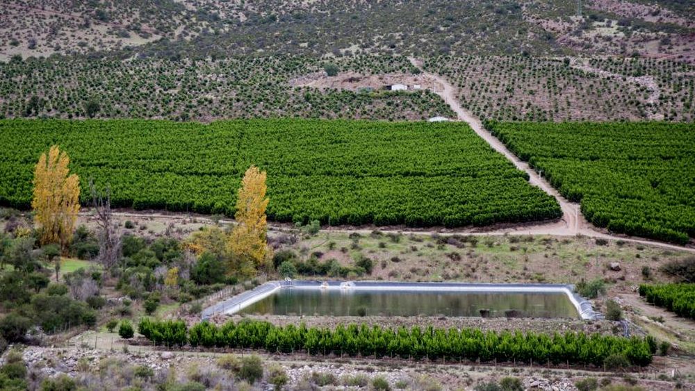Paltos, bosques y desertificación: “Las Cabras es solo un ejemplo más”