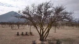 “Mamás luchonas” de la naturaleza: Plantas nodrizas cobijan a especies más débiles para revegetar el desierto en Chile