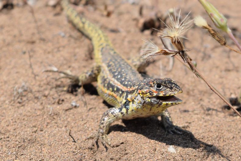 Lagartija Lemniscata en los acantilados de Quirilluca en Puchuncaví. Foto: Ricardo Quero, Salvemos Quirilluca.&nbsp;