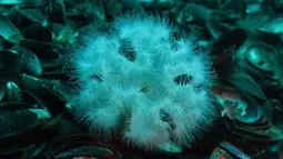 Mariscadores se enfrentan a anémona indestructible que está desplazando a locos y piures en la Patagonia