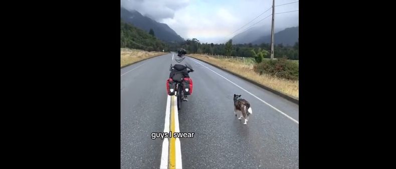 Perrita adoptada en Chile.jpg