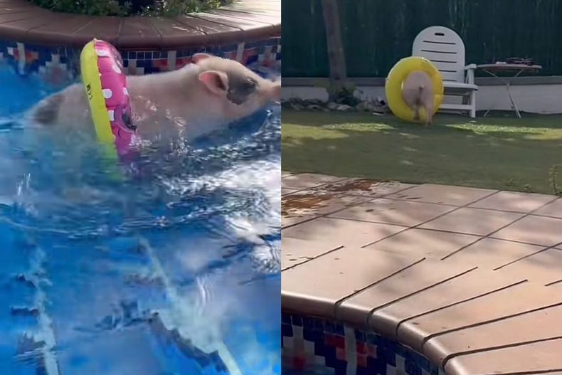 video chanchito mascota nada en una piscina usa flotador con florecitas e1697058042795.jpeg