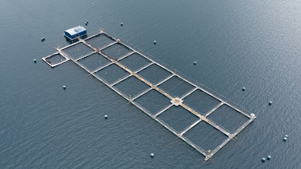 Greenpeace alerta sobre salmoneras y megarreforma del gobierno - Agencia Uno