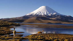 La CGR detectó deficiencias en la administración del Parque Nacional Lauca. Créditos: Conaf.&nbsp;