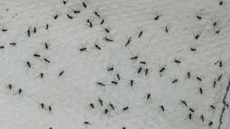 Plaga de mosquitos por crisis climática tiene desesperados a penquistas - Foto: Agencia EFE Plaga de mosquitos por crisis climática tiene desesperados a penquistas - Foto: Agencia EFE