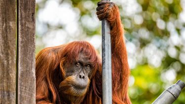 Tristeza mundial: Murió Puan, la orangután más vieja del mundo que vivía en un zoológico