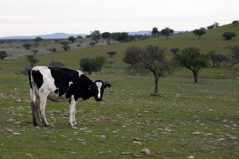 4811 vaca.jpg