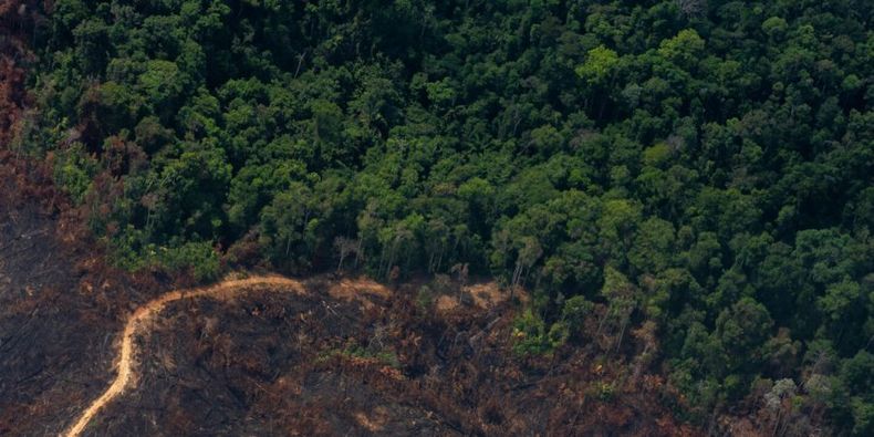 deforestacion amazonia_FlaviaMilhorance1440x720 1440x720 1 e1662494022676.jpg