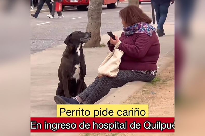 video perrito que pide carino afuera de hospital de quilpue es viral son angelitos.jpeg