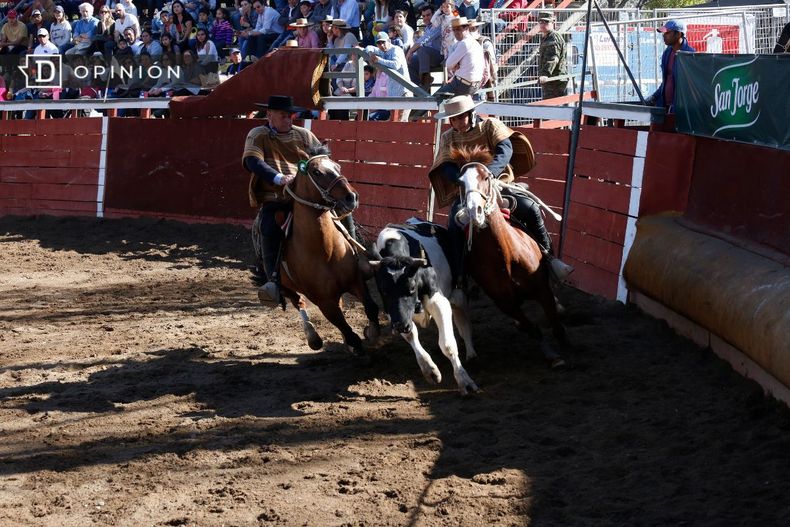 4690 dos jinetes a caballo rodeando a un novillo en el rodeo.jpg