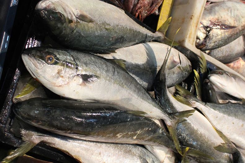 PESCADOS.jpg