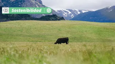 Animales criados en óptimas condiciones en la Patagonia permiten una producción de carne más responsable