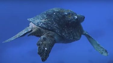 Chile crea una reserva marina protegida en el norte para preservar las tortugas verdes