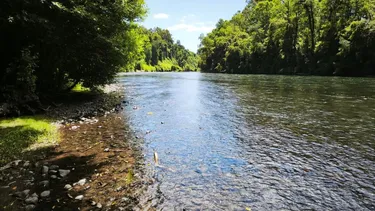 Menor de 15 y adulto de 49 desaparecidos tras ser arrastrados por río Pilmaiquén durante ceremonia espiritual en Río Bueno